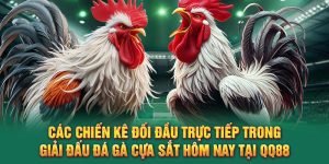 Đá Gà Cựa Sắt Hôm Nay – Theo Dõi Trận Đấu Đỉnh Cao Cùng QQ88